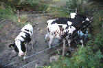 Kühe an einer Viehtränke (Foto: H. Stolzenberg)