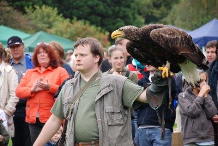 Die Falknerei Pierre Schmidt vom Naturparkzentrum Gymnicher Mühle ließ während einer Greifvogel-Show Adler 