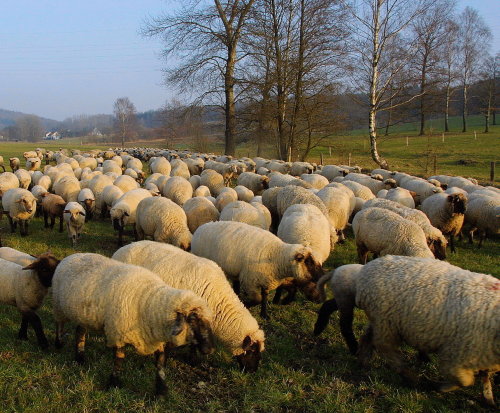 Auch Schafe, die im Winter draußen bleiben, benötigen Schutz (Foto:OBK)
