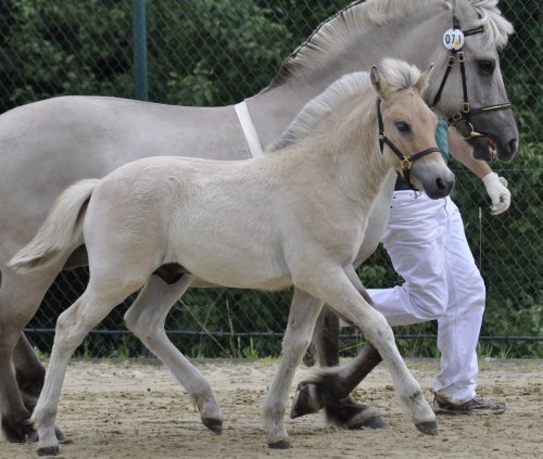 2012 B 71 Wirths: Karola Wirths züchtet seit Jahrzehnten erfolgreich Fjordpferde wie dieses Zuchtprodukt eindrucksvoll belegt. (Foto: OBK)