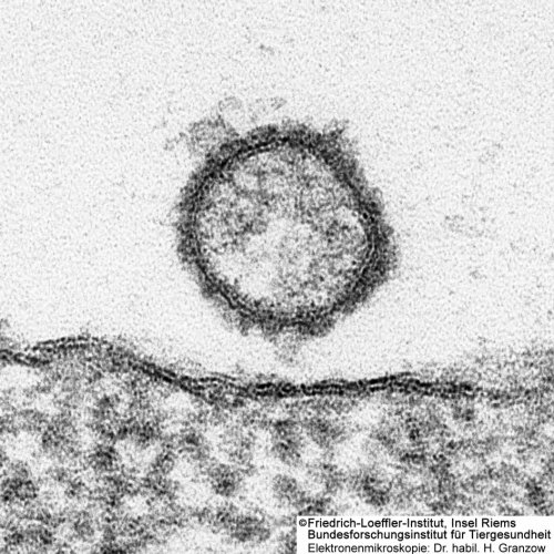 Elektronenmikroskopische Aufnahme des Schmallenberg-Virus (Mitte) mit einem Durchmesser von 100 Nanometern (150.000-fachen Vergrößerung). (Foto:Dr. Harald Granzow / Friedrich-Loeffler-Institut) 
