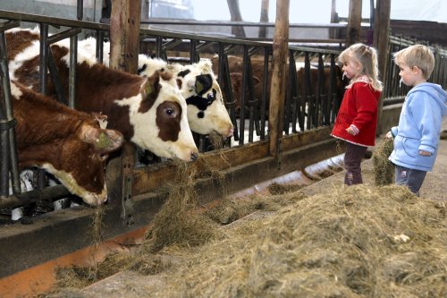 "Kühe melken im Melkstand" ist nur einer von vielen Programmpunkten im Ferienspaß 2012. (Foto: OBK)