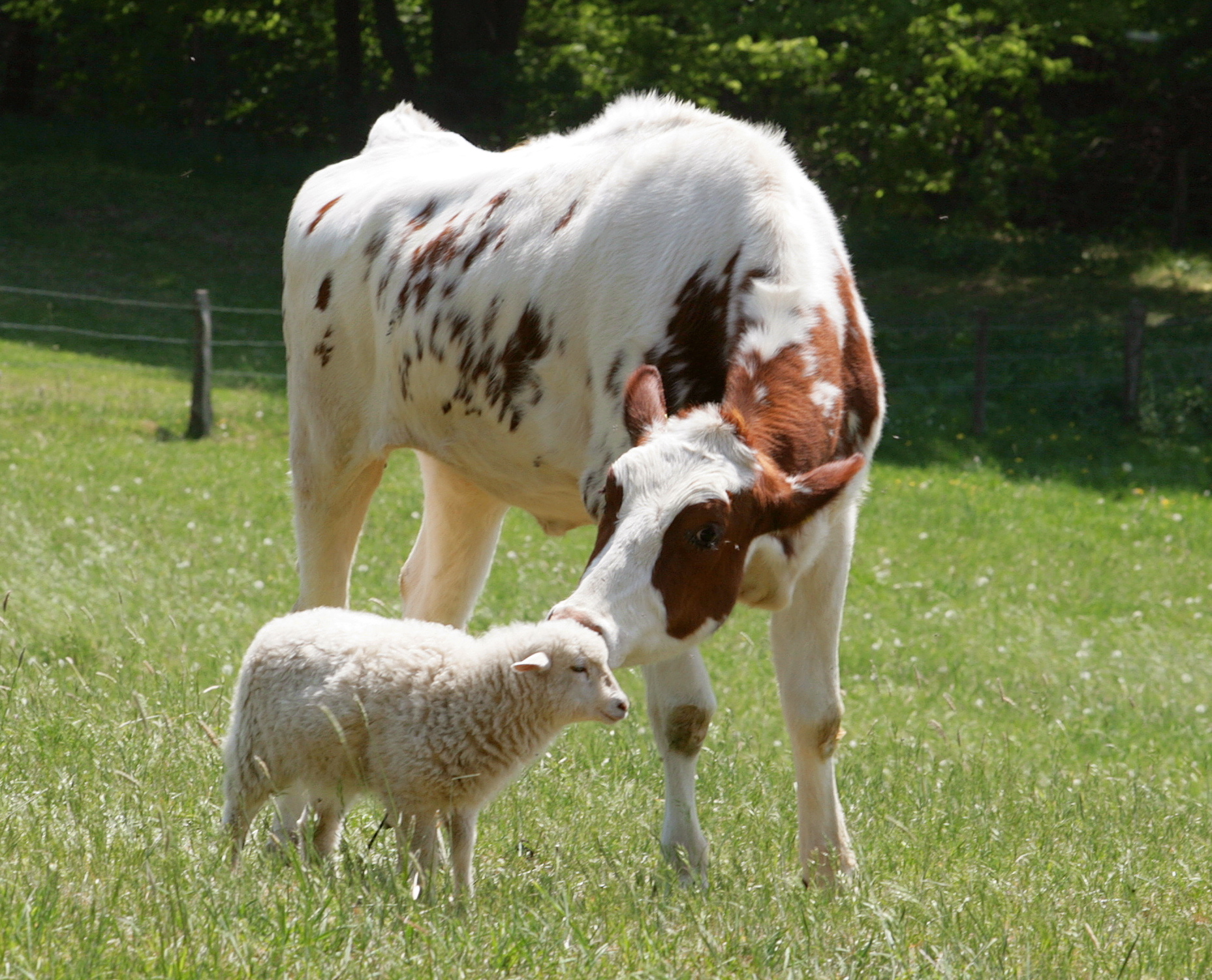 Auch Schafe und Rinder können sich mit dem Schmallenberg-Virus infizieren (Foto:OBK)
