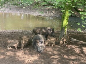Wildschweinfamilie am Wasser (Foto: obk)