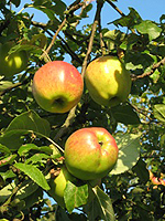 Äpfel an einem Apfelbaum