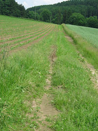 Bepflanzte Böden  