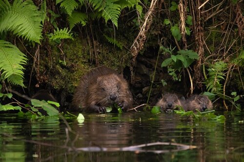 Im Oberbergischen Kreis wächst der Biberbestand. (Foto: OBK/ Ralf Steinberg)