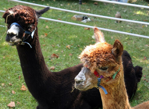 Auch Alpakas gehörten zu den tierischen Repräsentanten der Bergischen Kulturlandschaft. (Foto: OBK)