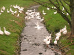 Gänse an einem Bachlauf (Foto: B.-U. Mach)