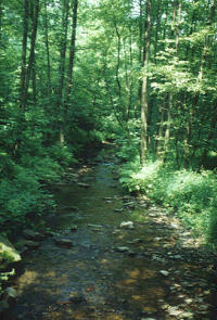 Beispiel für eine geschützte Landschaft mit Bachlauf und Laubwald