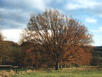 Ein allein stehender großer Baum als Beispiel für ein Naturdenkmal