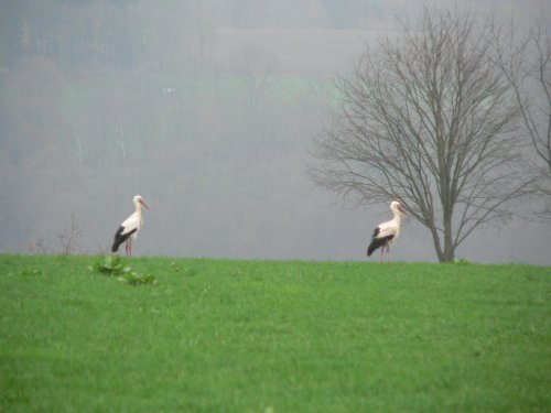 Weißstörche bei ihrer Rast in Morsbach (Foto: Christoph Buchen, Morsbach) 