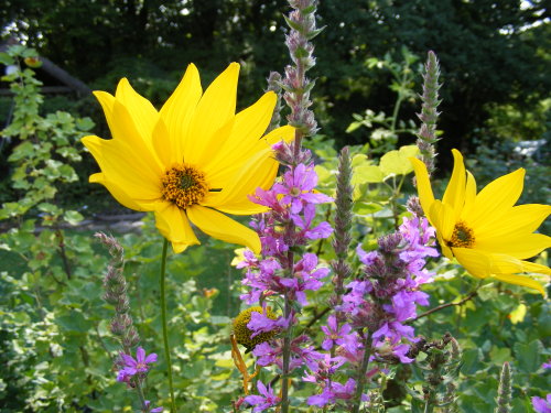 Marianne Frielingsdorf entführt den Besucher ihres Vortrags auf die bunten Blumenwiesen des Oberbergischen Kreises. (Foto: M. Frielingsdorf)