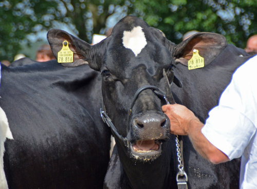 Zahlreiche Schwarzbunte wurden bei der Bezirkskuhschau von den Züchtern präsentiert. (Foto: OBK)