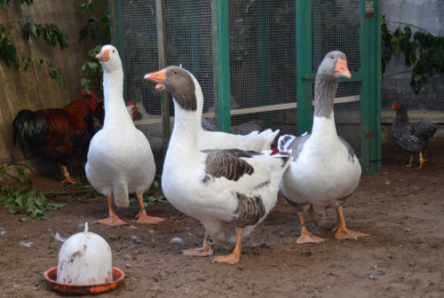 Die Züchter präsentierten Gänse aller Art.  (Foto: OBK)