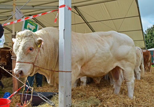 Auch Fleischrinder standen bei der Schau im Mittelpunkt. (Foto: OBK)