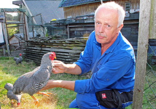 Siegfried Höhfeld ist Mitglied im Kreisverband Oberberg des Landesverband Rheinischer Rassegeflügelzüchter. Er züchtet unter anderem Plymouth Rock Hühner. (Foto: OBK)                   