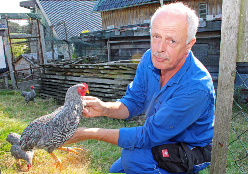 Siegfried Höhfeld ist Mitglied im Kreisverband Oberberg des Landesverband Rheinischer Rassegeflügelzüchter. Er züchtet unter anderem Plymouth Rock Hühner. (Foto: OBK) Siegfried Höhfeld ist Mitglied im Kreisverband Oberberg des Landesverband Rheinischer Rassegeflügelzüchter. Er züchtet unter anderem Plymouth Rock Hühner. (Foto: OBK)