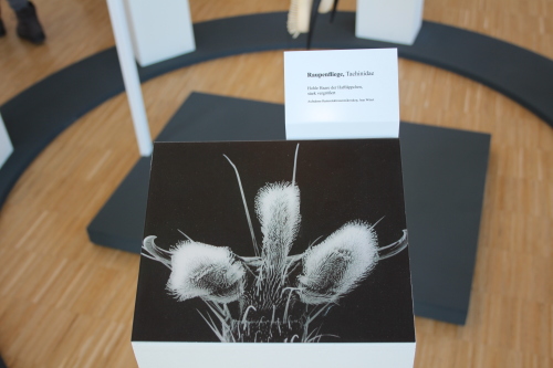 Makroaufnahmen geben interessante Einblicke. (Foto: OBK)