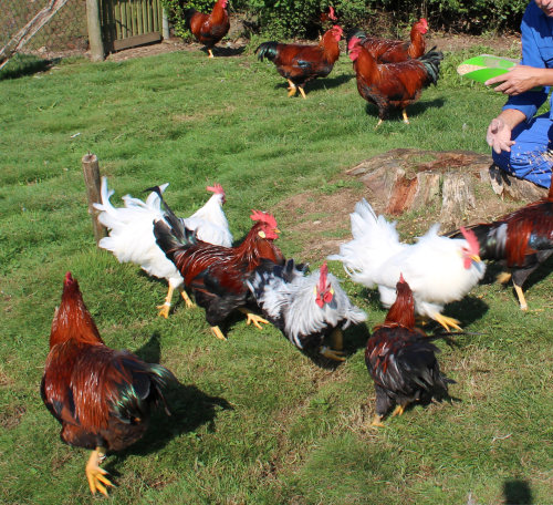 Auf oberbergischen Höfen wurden bislang keine Fipronil-belastete Eier entdeckt (Foto: OBK). 