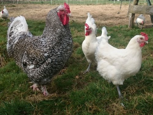 Glückliche Hühner empfangen die Besucher in und um Haus Dahl. (Foto: Susanne Schulte) 