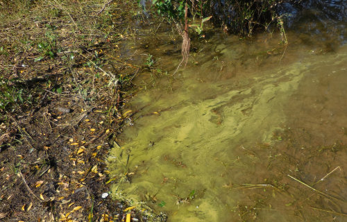 Blaualgen sind Bakterien (Cyanobakterien), die das Wasser blaugrün (cyan) färben und schlierenartige Aufrahmungen auf der Gewässeroberfläche formen können. (Foto: OBK)