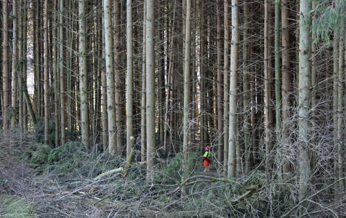 Eine Fichtenreihe muss entlang des Beverteichs aus Sicherheitsmaßnahmen gefällt werden. (Foto: OBK)