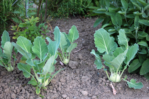 Ökologisch angebauter Kohlrabi. (Foto: OBK)