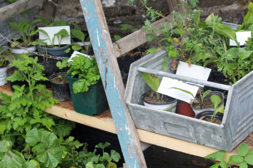 Über Gartenpflänzchen aus der Region freuten sich die Hobby-Gärtner. (Foto: OBK) 
