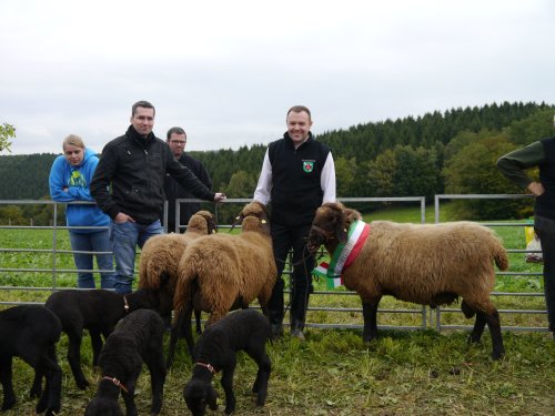 Braune Bergschafe werden auch 2019 wieder im Ausstellungskontingent der Kreistierschau vertreten sein. (Foto: OBK) Braune Bergschafe werden auch 2019 wieder im Ausstellungskontingent der Kreistierschau vertreten sein. (Foto: OBK)