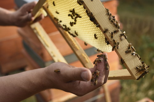 Wildbienen und ein Honigfahrrad sind bei der Kultur-Zeit im Museum Haus Dahl zu Gast. (Foto: Sebastian Klein) Wildbienen und ein Honigfahrrad sind bei der Kultur-Zeit im Museum Haus Dahl zu Gast. (Foto: Sebastian Klein)