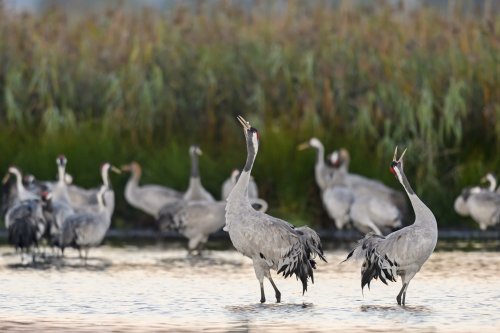 Kraniche nennt man auch "Vögel des Glücks". (Foto: Dieter Damschen)