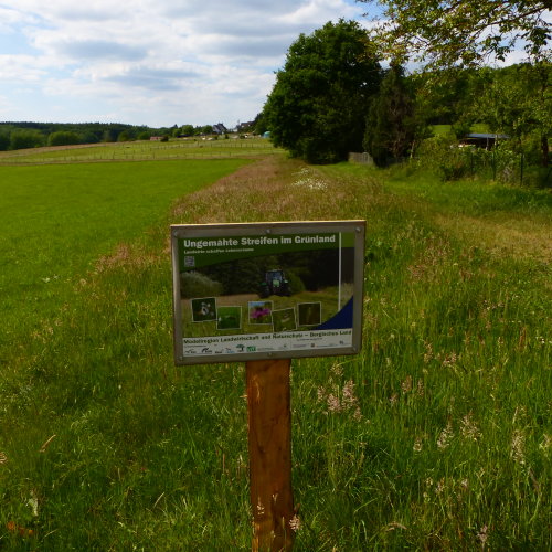 Insektenschutz mit Hilfe von unbearbeiteten Grünstreifen fördert der Oberbergische Kreis weiterhin.(Foto: OBK)