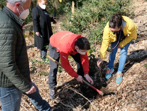 Schülerinnen und Schüler der Förderschule Gummersbach-Vollmerhausen bei der Baumpflanzaktion: Holger Wirtz (l.) unterstützt Phillip Kuhn und Nicole Stupp beim Einsetzen der jungen Rotbuchen. (Foto: Förderschule Gummersbach-Vollmerhausen).