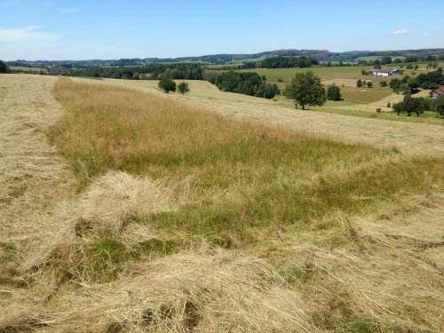 Mahdnutzung im Grünland mit unbearbeitetem Grasstreifen dient dem Insektenschutz. (Foto: OBK)