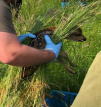 Rehkitz-Rettung. (Foto: Privat)