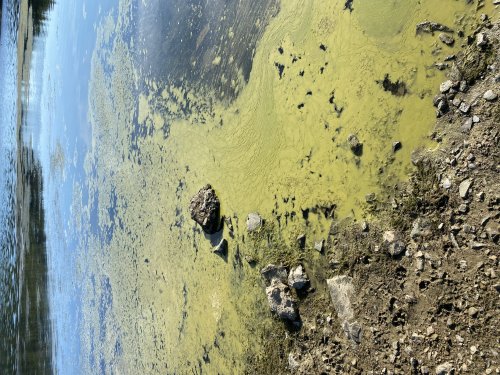 Deutlich zu sehen: die hohe Konzentration an Blaualgen. (Foto: OBK)