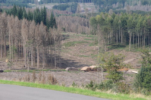 Kahlschläge und abgestorbene Fichten prägen vielerorts das Landschaftsbild. (Foto: OBK)