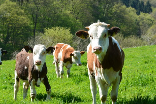Ein Fokus der Öko-Modellregion Bergisches RheinLand liegt auf der Erhöhung der Anteile von Bio-Milch und Bio-Rindfleisch. (Foto: OBK)