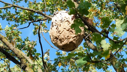 Typisches Hornissennest der asiatischen Hornisse in einem Baum (Foto: Thomas Beissel)