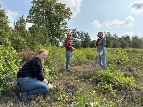 Pflege der Kulturlandschaft Wacholderheide in Reichshof. (Foto: OBK)