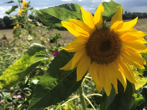 Auch Auswirkungen des Klimawandels und Maßnahmen zum Klimaschutz sind Themen auf dem diesjährigen Bergischen Landschaftstag. (Foto: OBK) Auch Auswirkungen des Klimawandels und Maßnahmen zum Klimaschutz sind Themen auf dem diesjährigen Bergischen Landschaftstag. (Foto: OBK)