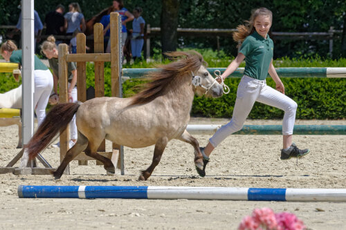 Pferde von klein bis groß; und alle machen Spaß! (Foto: OBK)