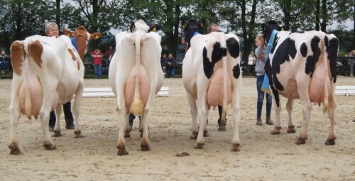 v.l.n.r: Mandy von Markus Theunissen, Wipperfürth (Siegerin 2011), Laurin von der Landwehr GbR, Bergisch Gladbach (Siegerin 2012), Galante von Christoph Hamacher, Kürten (Siegerin 2014) und Madeira von Bernd Lohmann, Hückeswagen, die Miss Bergisch Land 2015. (Foto: OBK) v.l.n.r: Mandy von Markus Theunissen, Wipperfürth (Siegerin 2011), Laurin von der Landwehr GbR, Bergisch Gladbach (Siegerin 2012), Galante von Christoph Hamacher, Kürten (Siegerin 2014) und Madeira von Bernd Lohmann, Hückeswagen, die Miss Bergisch Land 2015. (Foto: OBK)