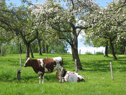 Obstbaumweide