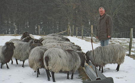 Der Züchter mit Heidschnucken in freier Wildbahn,