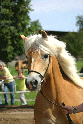 Das Foto zeigt den Kopf mit Hals einer Haflingerstute während einer Vorführung Das Foto zeigt den Kopf mit Hals einer Haflingerstute während einer Vorführung
