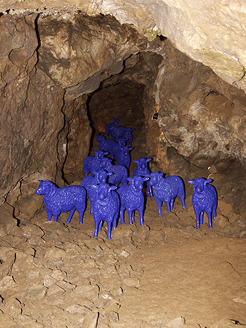 Das Bild zeigt eine kleine Herde blauer Schafe in der Kluterthöhle.
