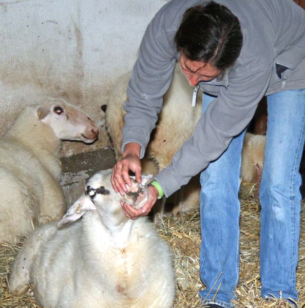 Schafhalterin Julia Dewenter musste sich 2007 um ihre an Blauzungenkrankheit leidenden Schafe kümmern.<br /> (Foto: OBK)