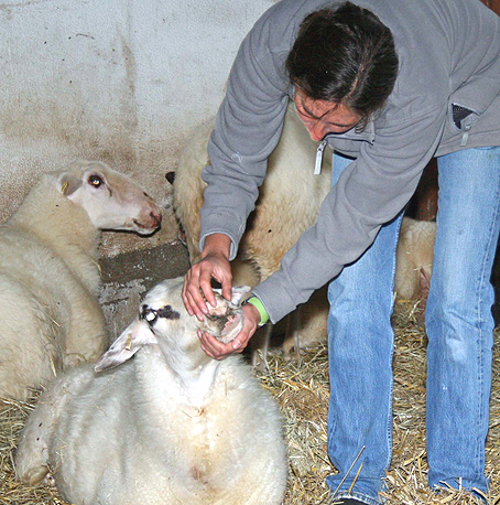 Das Foto zeigt Schafhalterin Julia Dewenter mit ihren Schafen. (Foto: OBK)